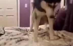 Husky Scared Of Its Own Tail - Animals - VIDEOTIME.COM