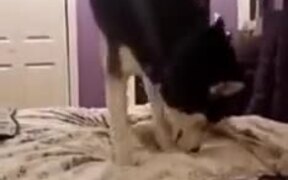 Husky Scared Of Its Own Tail - Animals - VIDEOTIME.COM