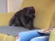 When An Excited Dog Does Tippy Taps On The Sofa - Animals - Y8.com
