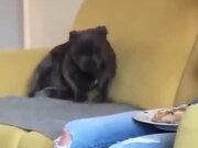When An Excited Dog Does Tippy Taps On The Sofa