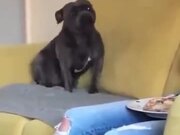 When An Excited Dog Does Tippy Taps On The Sofa - Animals - Y8.COM