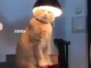 When A Cat Wants A Halo