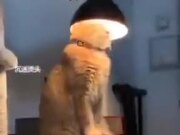 When A Cat Wants A Halo