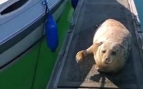 Seals Are Similar To A Water Dog - Animals - VIDEOTIME.COM