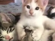 Kitten Slurping On Another Cat