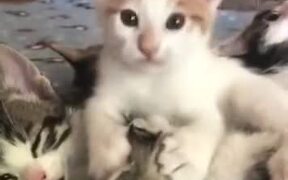 Kitten Slurping On Another Cat - Animals - VIDEOTIME.COM