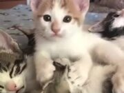 Kitten Slurping On Another Cat