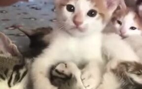 Kitten Slurping On Another Cat - Animals - VIDEOTIME.COM