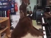 Dog Singing In A Store Playing Piano