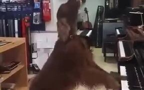 Dog Singing In A Store Playing Piano - Animals - VIDEOTIME.COM
