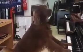 Dog Singing In A Store Playing Piano - Animals - VIDEOTIME.COM
