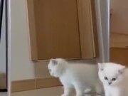 White Kitten Attacking The Mirror