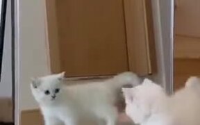 White Kitten Attacking The Mirror - Animals - VIDEOTIME.COM