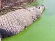 A Very Fat Crocodile
