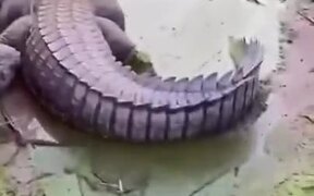 A Very Fat Crocodile - Animals - VIDEOTIME.COM