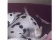 Dog Torturing Cat With Tail