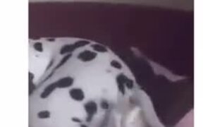 Dog Torturing Cat With Tail - Animals - VIDEOTIME.COM
