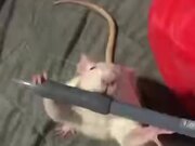 A Unique, Pen Stealing White Rat