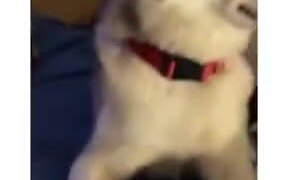 How A Guilty Husky Reacts - Animals - Videotime.com