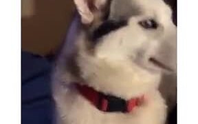 How A Guilty Husky Reacts - Animals - VIDEOTIME.COM
