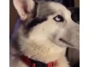 How A Guilty Husky Reacts