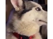 How A Guilty Husky Reacts