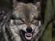 70 Wolves In One Video