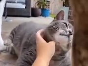 Fat, Lazy Cat Enjoying A Scratch
