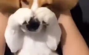 Pros Of Having A Beagle Dog - Animals - VIDEOTIME.COM