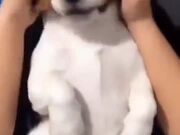 Pros Of Having A Beagle Dog