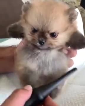 Brushing Up A Pomeranian