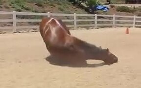 Someone Said Horses Are Majestic - Animals - VIDEOTIME.COM