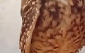 Owl Getting Love From Human - Animals - VIDEOTIME.COM