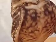Owl Getting Love From Human