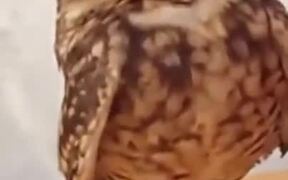 Owl Getting Love From Human - Animals - VIDEOTIME.COM