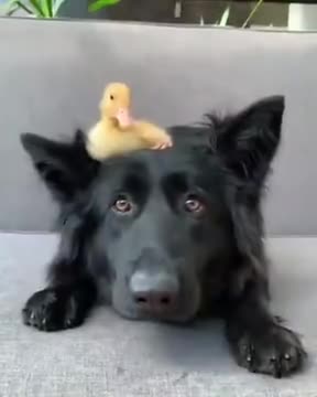 A Duckling On The Dog's Head