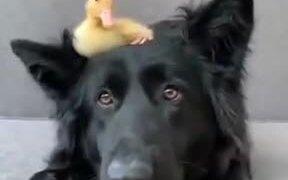 A Duckling On The Dog's Head - Animals - VIDEOTIME.COM