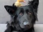 A Duckling On The Dog's Head
