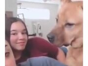Dog Loves A Story By A Human