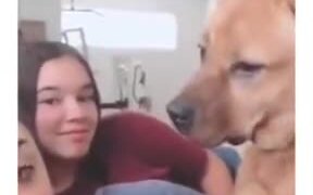Dog Loves A Story By A Human - Animals - VIDEOTIME.COM