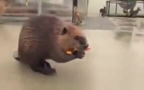 Beaver Refusing A Shopping Cart - Animals - VIDEOTIME.COM