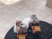 Watch The Cutest Delivery Animal Ever