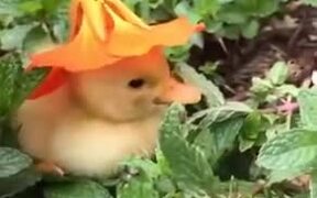 Cutest Natural Hat For A Duckling - Animals - VIDEOTIME.COM