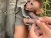 Baby Monkey Wants Human Mother