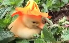 Cutest Natural Hat For A Duckling - Animals - VIDEOTIME.COM