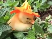 Cutest Natural Hat For A Duckling