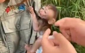 Baby Monkey Wants Human Mother - Animals - VIDEOTIME.COM