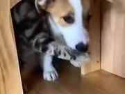 Cat Doesn't Want Dog To Leave