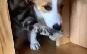 Cat Doesn't Want Dog To Leave - Animals - VIDEOTIME.COM