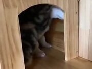Cat Doesn't Want Dog To Leave